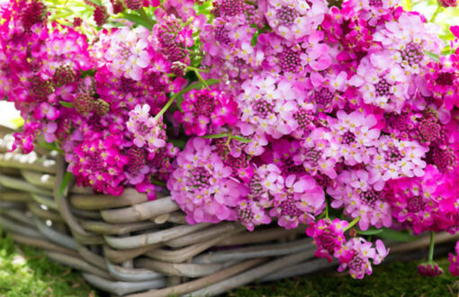 بذر گل ایبریس
