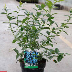 نهال های سردسیری