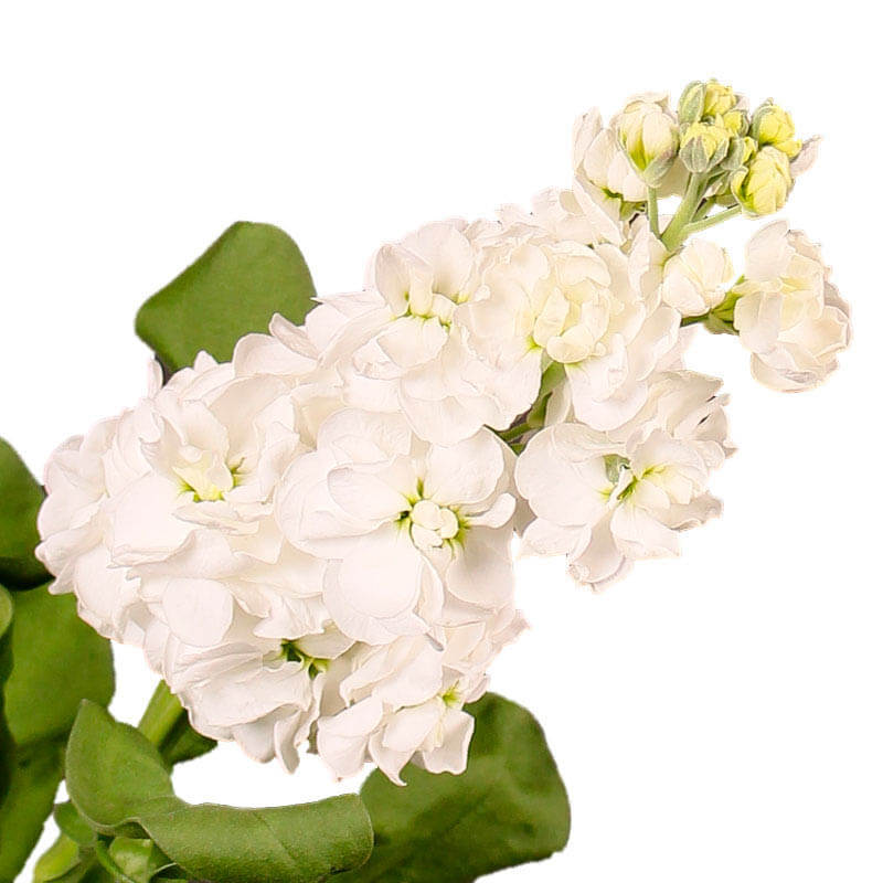 بذر گل شب بو سفید هلندی با گل های زیبا و معطر با قابلیت استفاده شاخه بریده