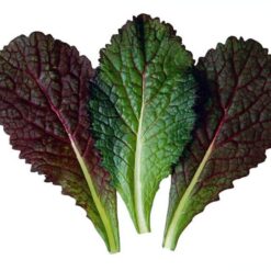 بذر خردل قرمز هیبرید