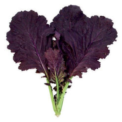 بذر خردل قرمز هیبرید