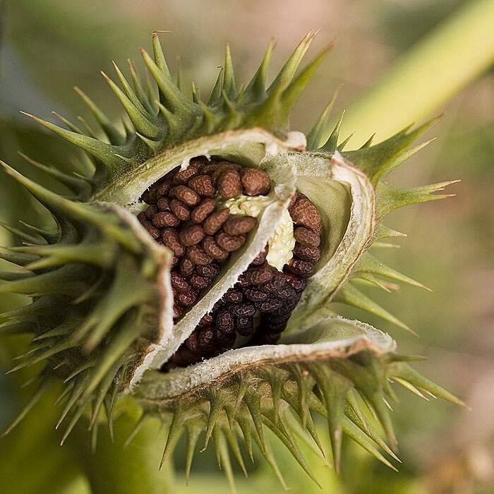 گیاه داتوره