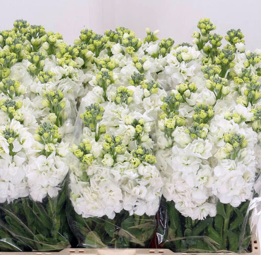 بذر گل شب بو سفید