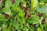 بذر سبزیجات سالادی ژاپنی