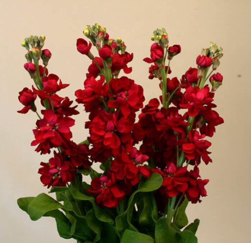 بذر گل شب بو پیلاستر کارمین