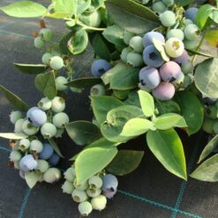 بذر بلوبری ونچوئرا