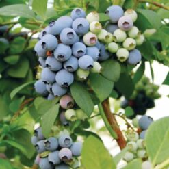 بذر بلوبری ونچوئرا