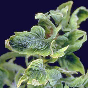پیچ خوردن برگ