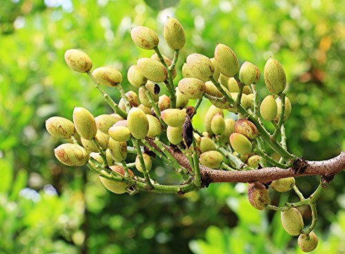 آبياري درختان پسته