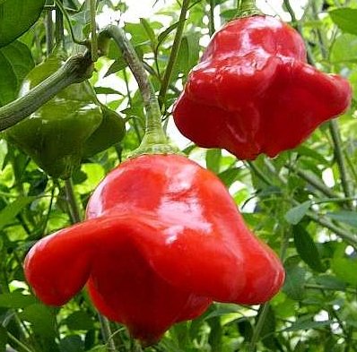 نشا فلفل ستاره ای