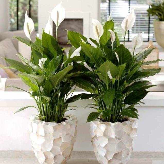 گیاهان آپارتمانی