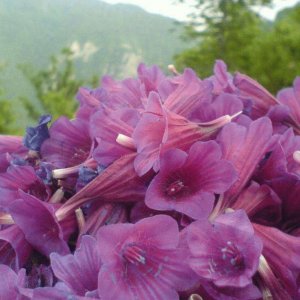 گل گاو زبان