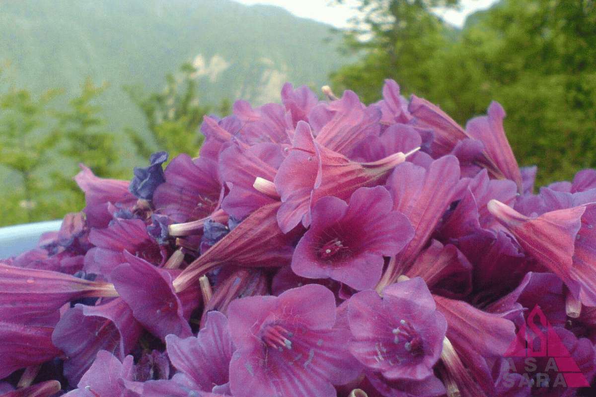 گل گاو زبان