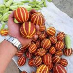 بذر دستنبو خوش عطر