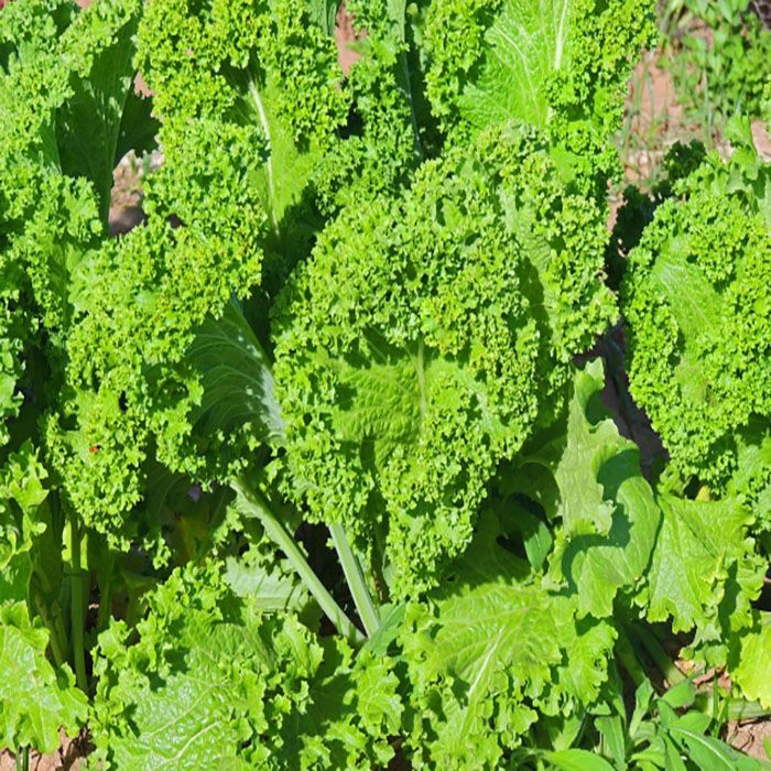 کاشت سبزی خردل