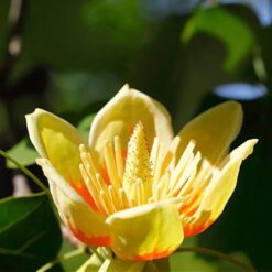 بذر لاله درختی آمریکایی