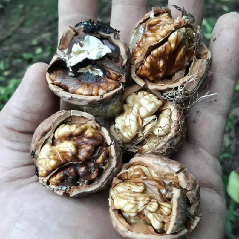 گردو