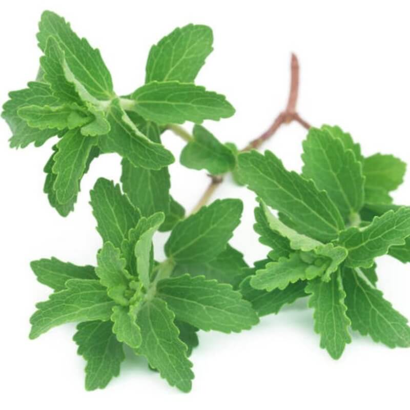 گیاه استیویا