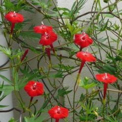 بذر نیلوفر پیچک کاردینال
