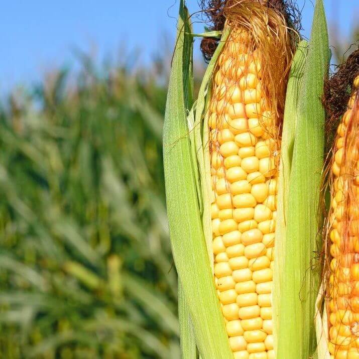 ذرت