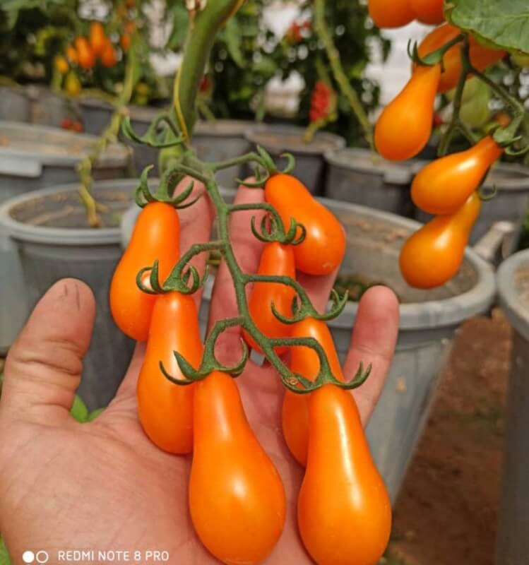 بذر گوجه فرنگی گلابی نارنجی