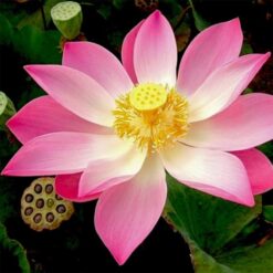 بذر نیلوفر آبی واتر لوتوس