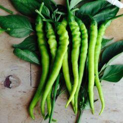 بذر فلفل قلمی شیرین ترک