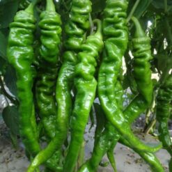 بذر فلفل قلمی شیرین ترک