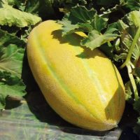 بذر خربزه مشهدی ثامن