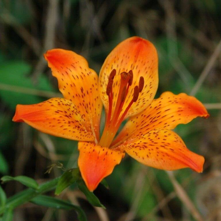 کاشت لیلیوم