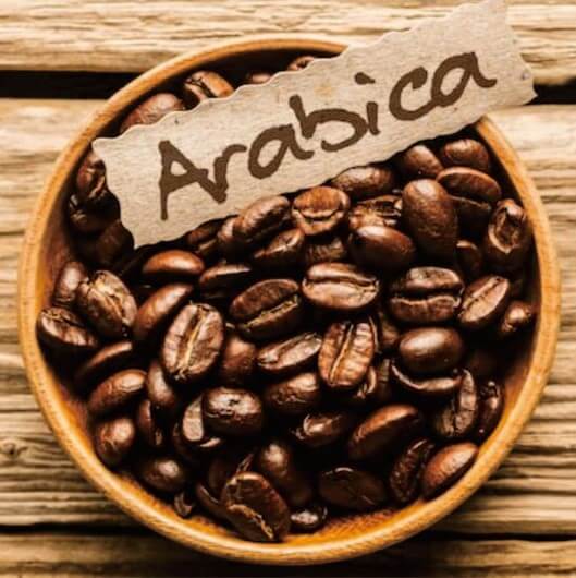 نهال قهوه عربیکا