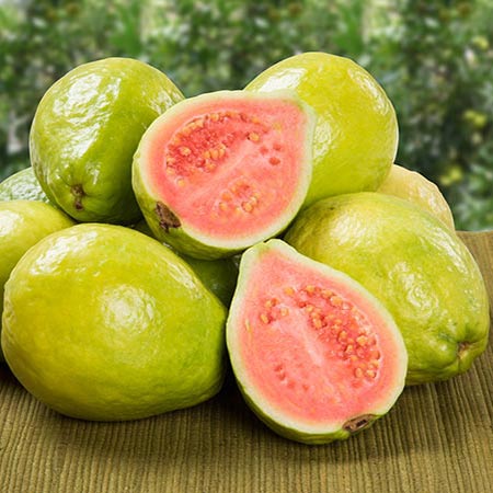 احداث باغ گواوا