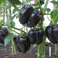 بذر فلفل دلمه مشکی