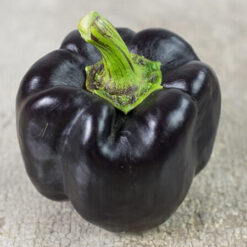 بذر فلفل دلمه مشکی