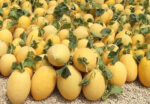 بذر خربزه ایوانکی