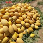 بذر خربزه ایوانکی