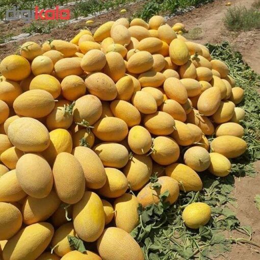 بذر خربزه ایوانکی
