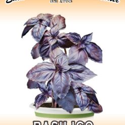 بذرریحان ایتالیایی بنفش