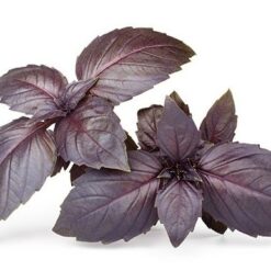 بذرریحان ایتالیایی بنفش