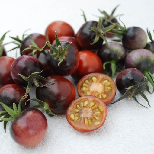 بذر گوجه بلوبری