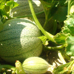 بذر ملون هیبرید