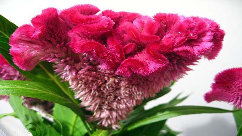 تاج خروس