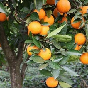 مرگ سرشاخه زوال مرکبات