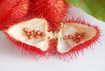 بذر درخت رژ لب