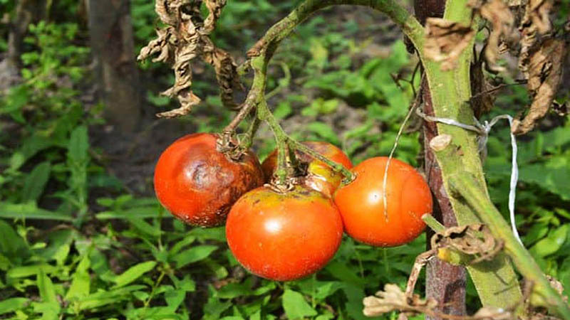 آنتراکنوز گوجه فرنگی