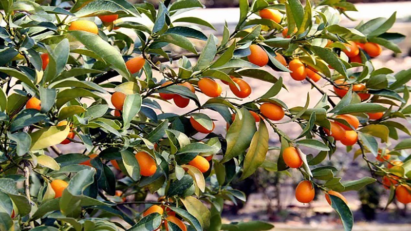 کاشت کامکوات در گلدان