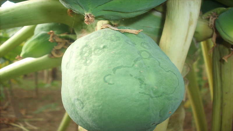 بیماری رینگ اسپات پاپایا