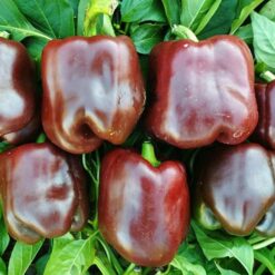 بذر فلفل دلمه شکلاتی