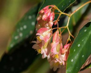 گل های زیبای بگونیا