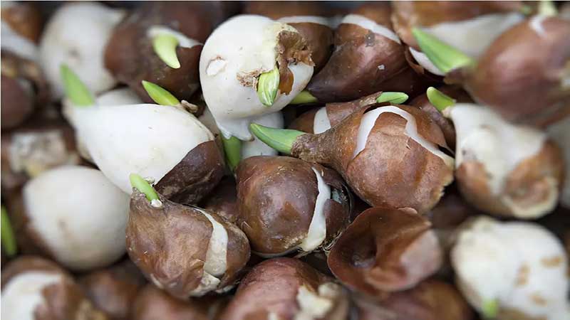 تفاوت غده و پیاز